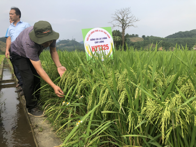 Nhiều giống lúa lai của Việt Nam được cải tiến, chất lượng ngày càng cao.