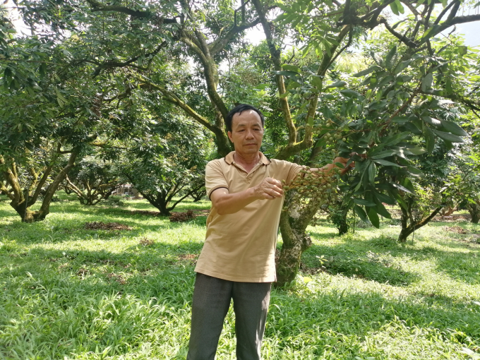 Vườn nhãn được cấp mã số vùng trồng thuộc HTX nông nghiệp Sơn Thủy (Kim Bôi). Ảnh: Huy Bình.