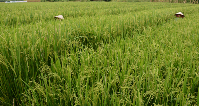 Sản xuất hạt giống lúa lai F1 ở Yên Bái. Ảnh: Thái Sinh.