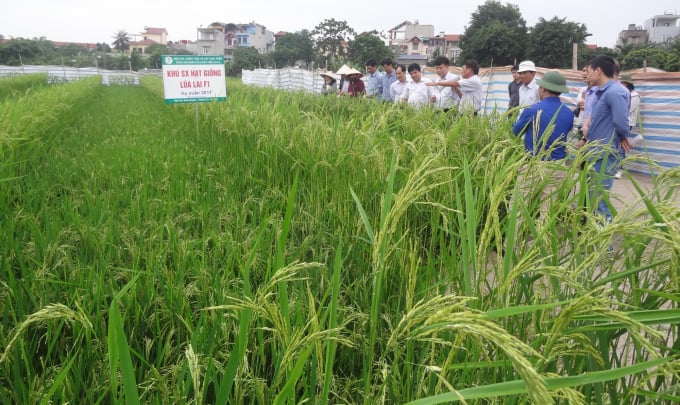 F1 hybrid rice seeds production. Photo: Le Hung Phong.
