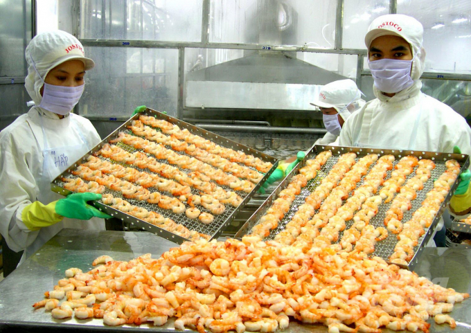 Shrimp exports to the US recorded a strong growth in the first months of this year. Photo: Le Hoang Vu.