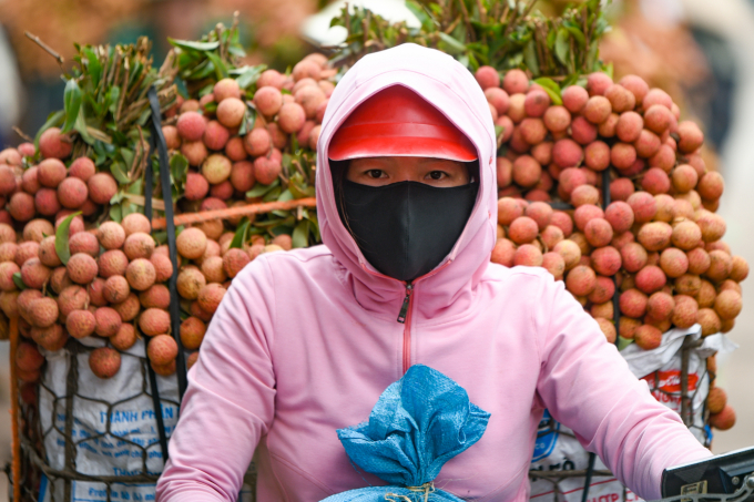 Đến thời điểm này, đã có 45 nghìn tấn vải trà sớm của Bắc Giang được thu hoạch và tiêu thụ. Ảnh: VN.