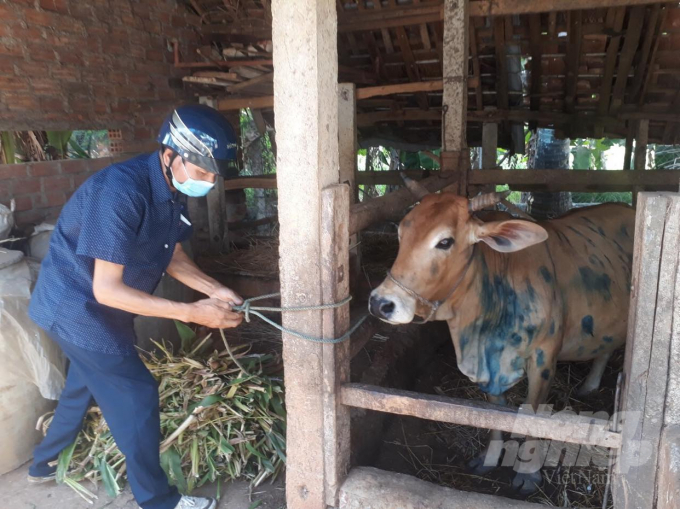 Người chăn nuôi không chăn thả đàn đại gia súc trong giai đoạn này mà cột nhốt cách ly bò bệnh riêng trong 1 ô chuồng. Ảnh: Vũ Đình Thung.