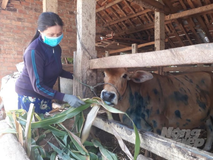 Tăng khẩu phần thức ăn xanh cho trâu, bò để chúng được khỏe mạnh để phòng bệnh viêm da nổi cục xâm nhập. Ảnh: Vũ Đình Thung.