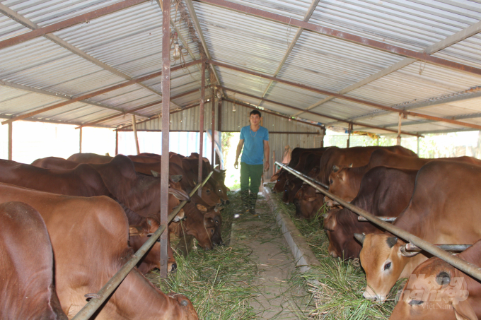 Đàn bò 20 con của gia đình anh Lương (xã Xuân Hồng, huyện Xuân Trường) vẫn khỏe mạnh nhờ thực hiện tốt các giải pháp phòng chống dịch bệnh VDNC. Ảnh: Mai Chiến.