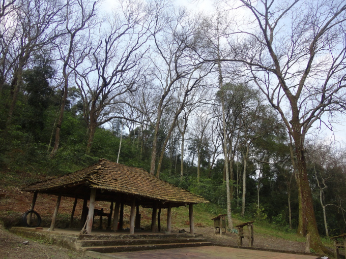 Quần thể rừng lim xanh cổ thụ quý hiếm được đồng bào dân tộc Cao Lan bảo vệ.