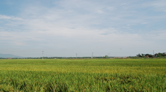 Năng xuất lúa ở xã Hùng Việt luôn đứng thứ 2 trong toàn huyện.