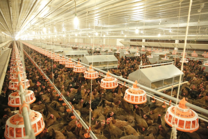 Automatic breeding techniques and barn technology in the province have been the most advanced in the region thanks to the investment by Minh Du Poultry Breeding Co., Ltd. Photo: Dinh Thung.