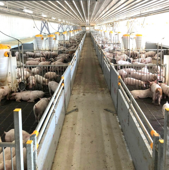 At the end of 2015, Binh Dinh Provincial People's Committee approved the investment of Viet Thang Breeding - Livestock Company in building Viet Thang - Binh Dinh hi-tech pig breeding farm. Photo: Dinh Thung.