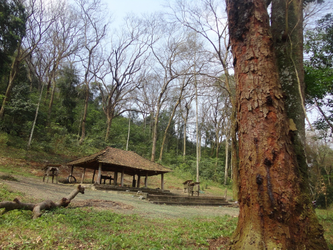 Rừng lim xanh cổ thụ tại thôn Nghè Mản, xã Bình Sơn, Lục Nam bị sâu gây hại.