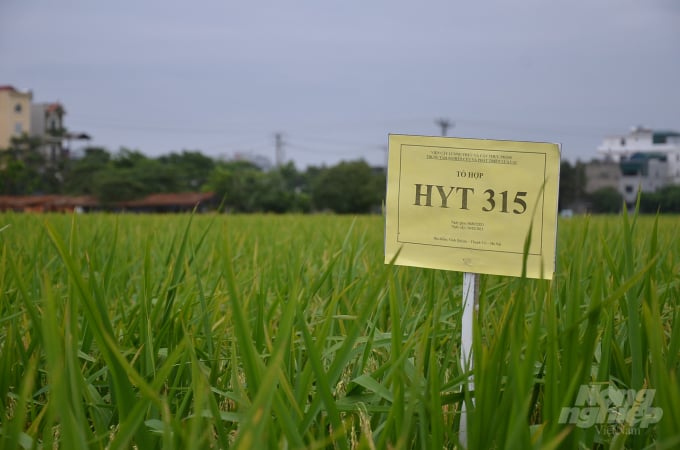 HYT 315 - giống lúa lai thế hệ mới ở Trung tâm Nghiên cứu và Phát triển Lúa lai. Ảnh: Dương Đình Tường.
