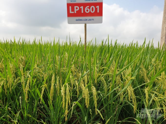 LP1601 có chất lượng thóc gạo tốt, hàm lượng amylose 12,21%. Cơm ngon, mềm, đậm vị.