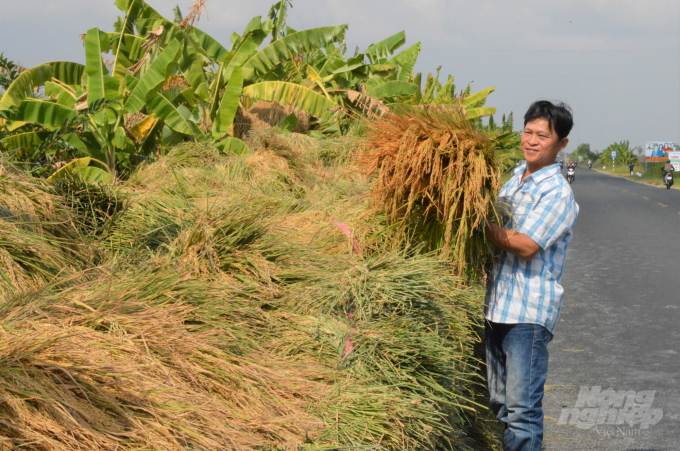 Do mùa mưa đến muộn và kết thúc sớm nên đất bị nhiễm mặn, có 3.786 ha lúa vụ mùa tại Kiên Giang bị mất trắng không thu hoạch, dẫn đến năng suất thu hoạch bình quân giảm mạnh. Ảnh: Trung Chánh.