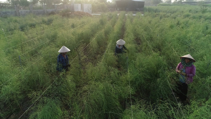 Cánh đồng măng tây xanh mướt trong mùa khô nhờ hệ thống tưới tiết kiệm tại xã An Hải, huyện Ninh Phước, tỉnh Ninh Thuận. Ảnh: K.S.