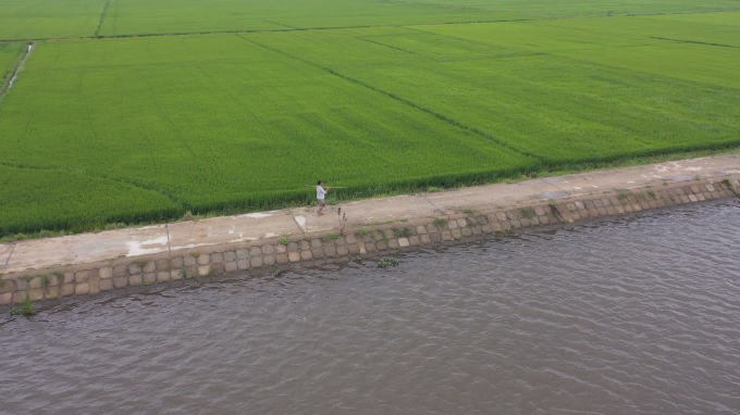 Đê Đại Giang (tỉnh Thừa Thiên - Huế) bảo vệ đồng ruộng mùa mưa bão, ngăn mặn, tiêu thoát lũ. Ảnh: T.T.