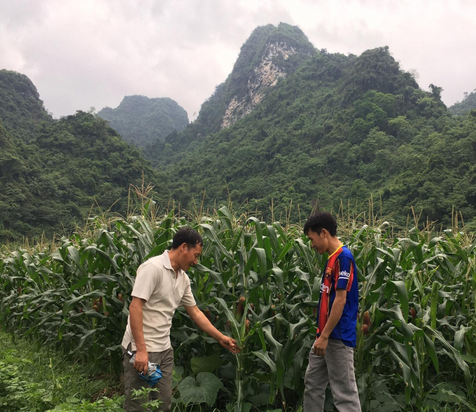 Cây ngô lai trở thành vùng sản xuất hàng hoá tại nhiều bản Mông thuộc tỉnh Thái Nguyên. Ảnh: ĐT.