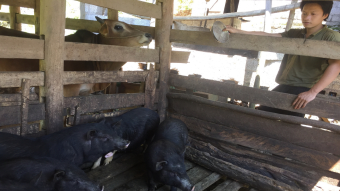 Lợn đen bản địa được nhiều người dân vùng cao huyện Hà Quảng chọn nuôi vì phù hợp với điều kiện địa phương. Ảnh: AV.