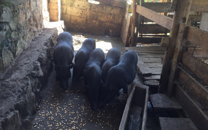 Lợn đen bản địa dễ nuôi, có sức đề kháng tốt và giá cả ổn định với người dân vùng biên giới Hà Quảng, Cao Bằng. Ảnh: TN.