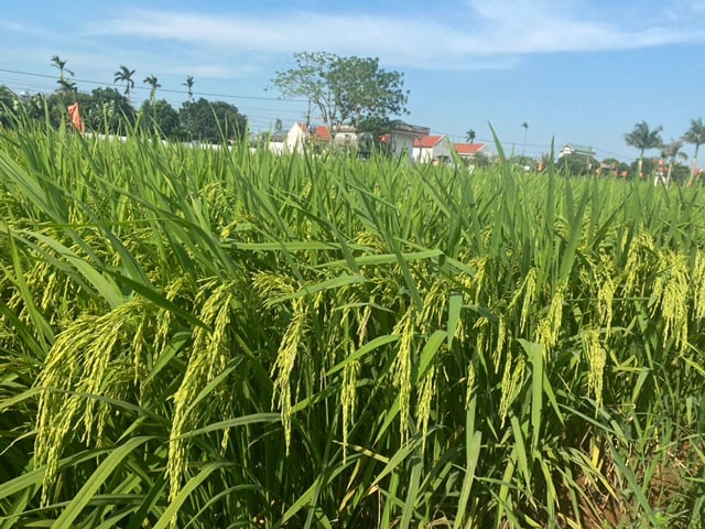 Giống lúa thuần năng suất cao Hương Bình.
