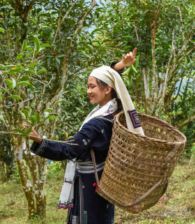 The geographical indication of Shan Tuyet tea products in Na Hang helps elevate this local tea brand in the market. Photo: NV.