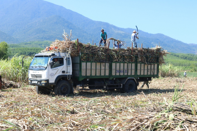 Thị xã Ninh Hòa là thủ phủ trồng mía ở Khánh Hòa. Ảnh: KS.