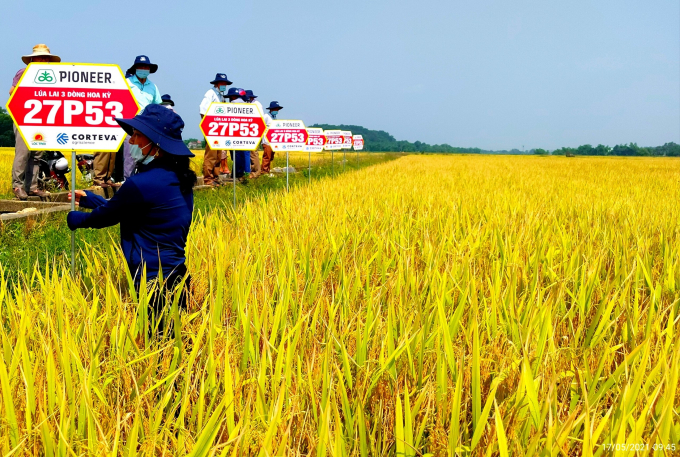 Model of hybrid rice 27P53 in Thanh Chuong, Nghe An.