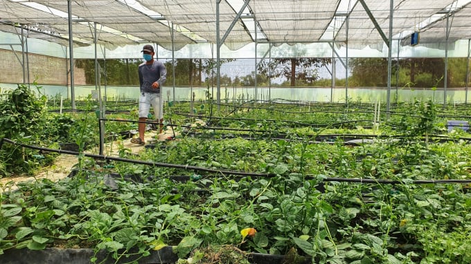 Trang trại Afarm - Farm on Smartphone còn trồng rất nhiều loại rau theo phương pháp hữu cơ để tặng kèm cho khách hàng. Ảnh: LK.