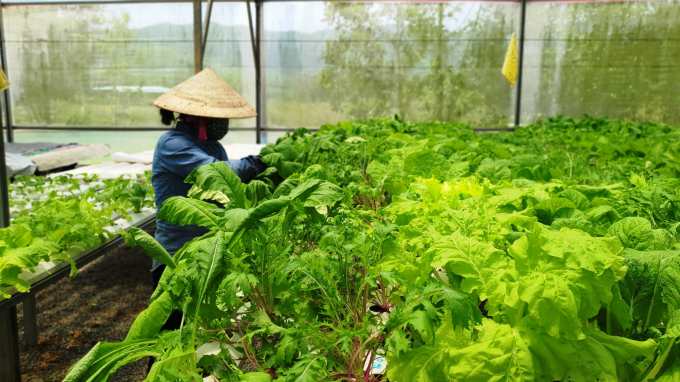 Trang trại Afarm - Farm on Smartphone của anh Nguyễn Tấn Phương đang có hơn 40 loại rau quả các loại trồng theo phương pháp thủy canh và hữu cơ đảm bảo tiêu chuẩn GlobalGAP. Ảnh: LK.