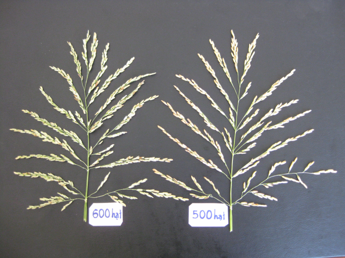 New rice panicle of the restorer male line R.
