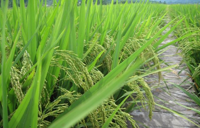  The LC212 Blight Resistance (LC212KBL) rice variety.