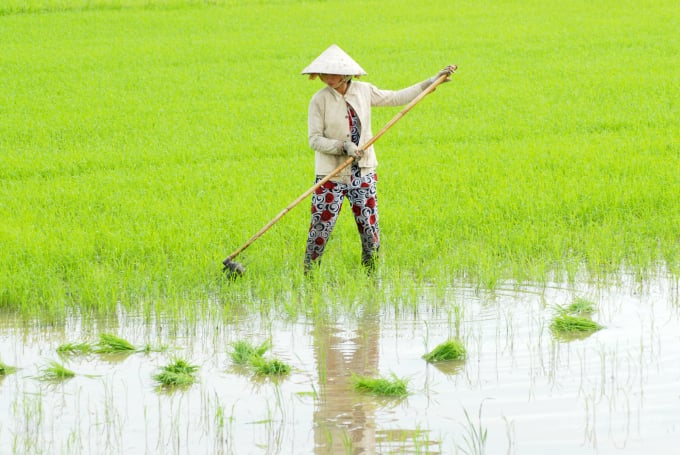 Ngành nông nghiệp An Giang khuyến cáo nông dân hạn chế tối đa sản xuất các giống lúa chất lượng thấp trong vụ thu đông 2021. Ảnh: Lê Hoàng Vũ.