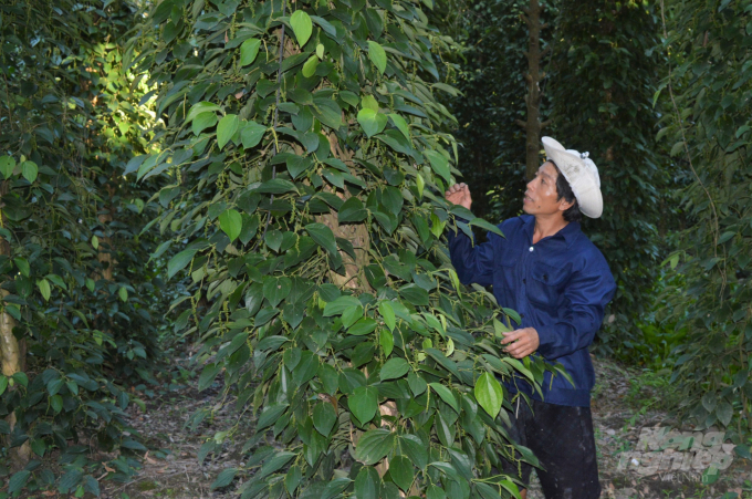 Trồng hồ tiêu leo trên trụ tràm sống phát triển mạnh tại huyện Giồng Riềng, là mô hình kinh tế vườn mang lại thu nhập cao cho người nông dân. Ảnh: Trung Chánh.