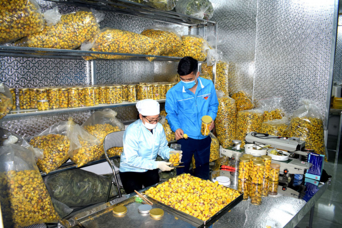 Sản xuất sản phẩm OCOP trà hoa vàng ở huyện Ba Chẽ (Quảng Ninh), sản phẩm có thương hiệu, giá trị và giá thành tương đối cao trên thị trường. Ảnh: Anh Thắng.