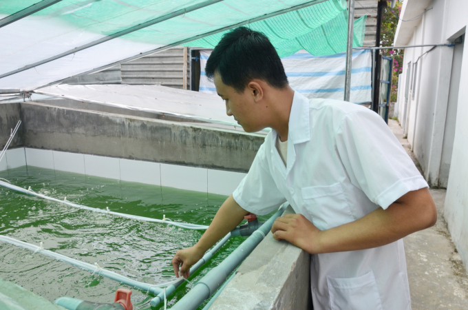 Hiện nay, anh Tài nuôi 8 bể tảo, mỗi bể 3 khối, hàng tháng thu hoạch từ 5-6 kg tảo tươi. Ảnh: HĐ.