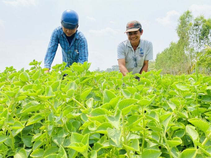 Mô hình trồng cây dược liệu dưới chân núi đã đem lại lợi nhuận cao hơn lúa từ 2-3 lần tại xã Lương Phi, huyện Tri Tôn. Ảnh: Lê Hoàng Vũ.