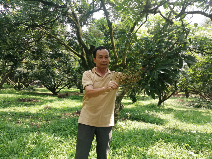 Vườn nhãn được cấp mã số vùng trồng của ông Bùi Văn Lực, xóm Khoang, xã Xuân Thủy (Kim Bôi) luôn tuân thủ nghiêm ngặt những hướng dẫn, quy định từ cơ quan chuyên môn cũng như yêu cầu từ các bạn hàng. Ảnh: Trung Quân.
