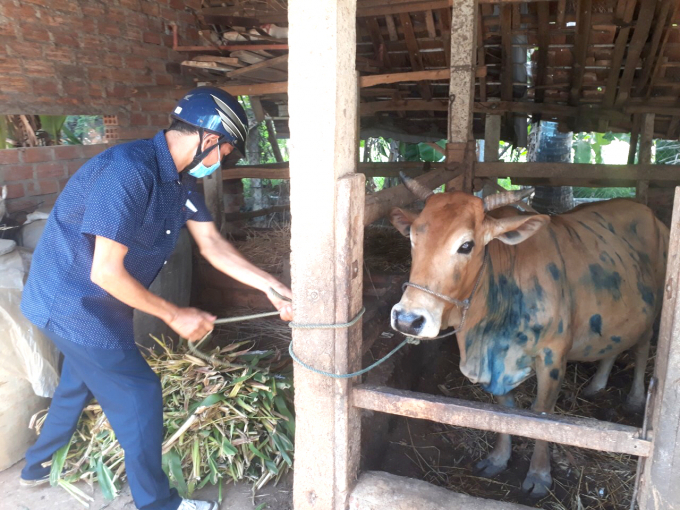 Là địa phương có tổng đàn trâu bò lớn hàng đầu ở miền Trung, dịch bệnh viêm da nổi cục đang đe dọa nghiêm trọng chăn nuôi của Bình Định. Ảnh: Vũ Đình Thung.