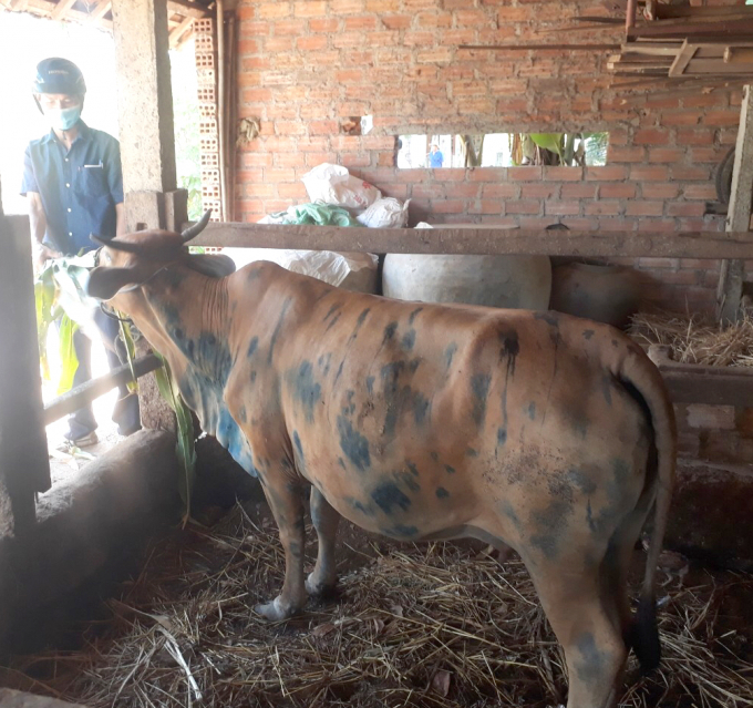 Công tác triển khai phòng chống dịch bệnh viêm da nổi cục trâu bò đang được ngành chức năng của Bình Định rốt ráo triển khai. Ảnh: Vũ Đình Thung.
