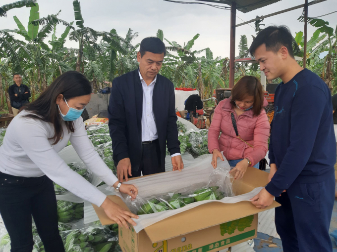 Tháng 3/2021, HTX Sản xuất, Chế biến nông thuỷ sản Phú Cường - Sông Đà (xã Thịnh Minh,TP Hoà Bình) đã xuất khẩu 20 tấn chuối được cấp mã số vùng trồng sang thị trường Trung Quốc. Ảnh: HTX.