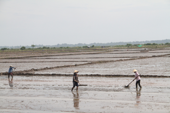 Hàng ngàn ha lúa vụ hè thu 2021 ở Thừa Thiên - Huế đang đứng trước nguy cơ thiếu nước tưới. Ảnh: Tiến Thành.