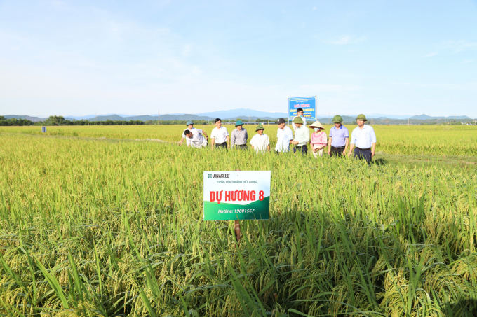 Cánh đồng hàng chục ha ở huyện Thạch Hà, Cẩm Xuyên áp dụng quy trình '4 cùng': cùng thời vụ, cùng loại giống, cùng quy trình sản xuất, chăm bón và cùng thời điểm thu hoạch. Ảnh: Tâm Phùng.