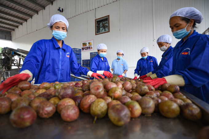 Theo ông Nguyễn Quốc Toản, mọi công đoạn từ sản xuất, chế biến tới bảo quản, tiêu thụ nông sản đều phải căn cứ vào thị trường. Ảnh: Tùng Đinh.