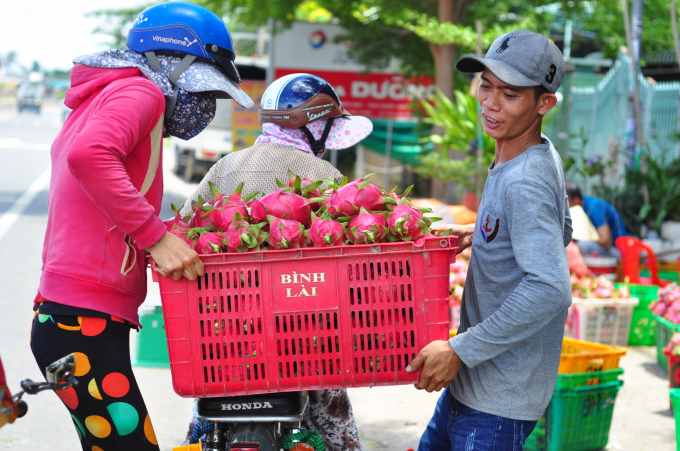 Người trồng thanh long Bình Thuận hiện đang gặp nhiều khó khăn do giá bán thấp. Ảnh: Minh Hậu.