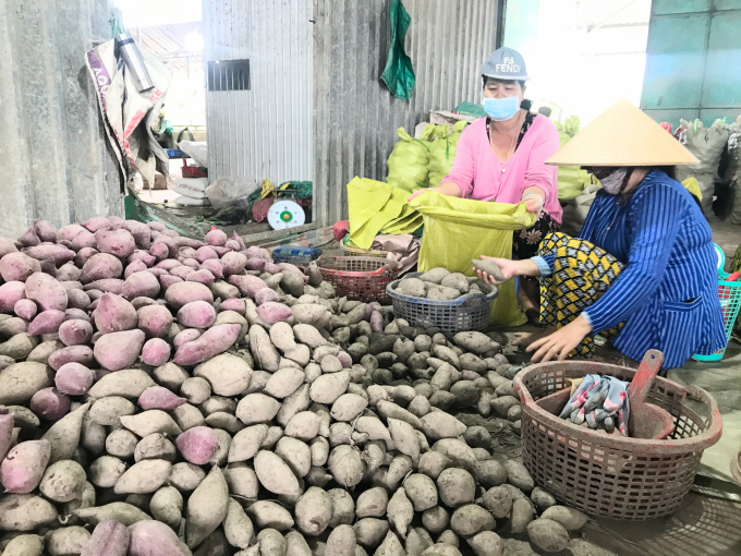 Sweet potato exports to China at this time face difficulties due to COVID-19 pandemic. Photo: Minh Dam.