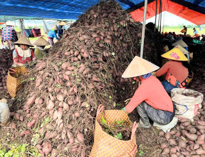 Sweet potato is left on fields in Binh Tan District of the southern province of Vinh Long. Photo: Minh Dam.
