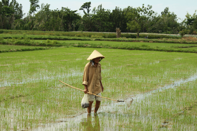 Nông dân ra đồng thu gom ốc bưu. Ảnh: NĐ.