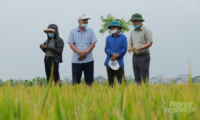 PGĐ Sở NN-PTNT Nam Định, ông Nguyễn Sinh Tiến (phải) thăm cánh đồng mẫu lớn tại xã Giao An, huyện Giao Thủy. Ảnh: Bảo Thắng.
