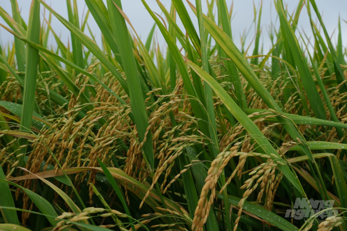 Đài Thơm 8 là giống lúa ngắn ngày, chống chịu sâu bệnh, chống đổ gẫy tốt, và được đánh giá là phù hợp với thổ nhưỡng các vùng ven biển. Ảnh: Bảo Thắng.