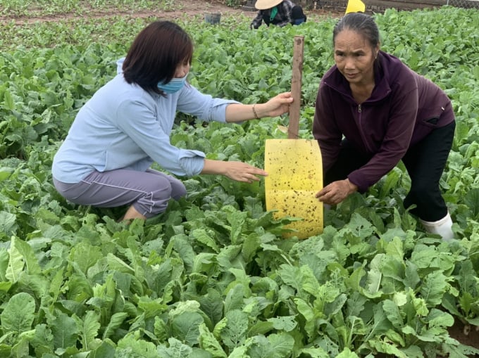 Cán bộ Trồng trọt và BVTV Hà Nội hỗ trợ nông dân kiểm tra bẫy dính màu vàng. Ảnh: TT.