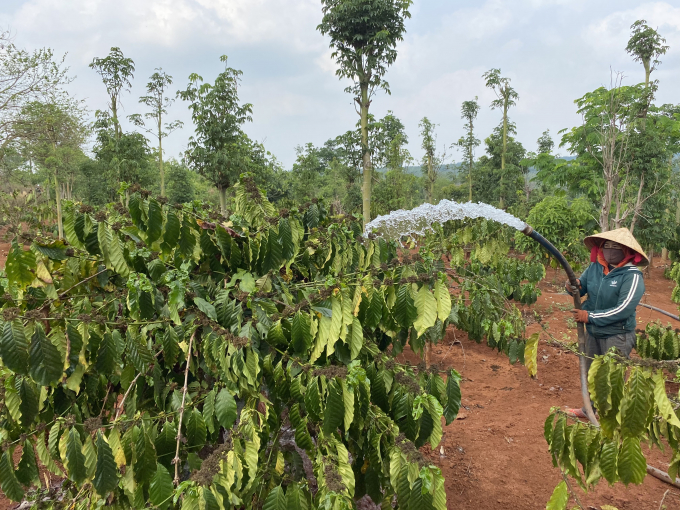 Nhờ chủ động được nguồn nước tưới, năng suất cà phê và nhiều loại cây trồng của người dân huyện Cư M'gar ngày càng cải thiện. Ảnh: T.Dũng.